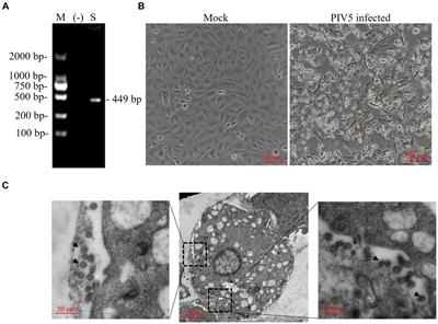 Isolation, genome analysis and comparison of a novel parainfluenza virus 5 from a Siberian tiger (Panthera tigris)